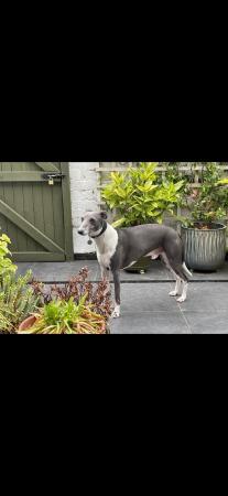 Image 3 of Stunning whippet pups for sale
