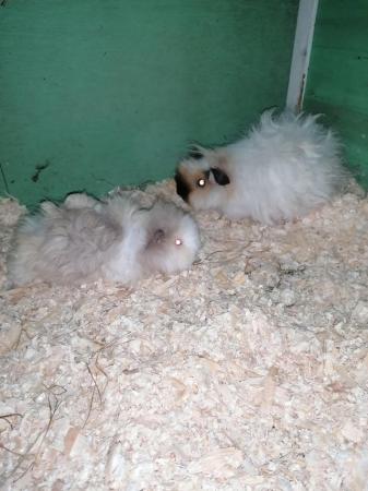 Image 3 of Lovely bonded pair of baby Guinea pigs girls