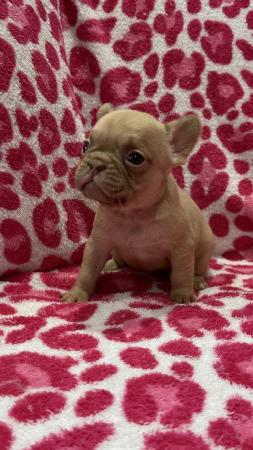 Image 5 of French bulldog puppies 7 weeks old