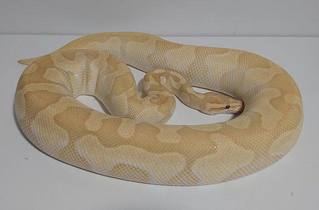Image 4 of Adult Female Banana Butter Enchi Yellowbelly