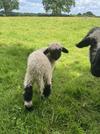 Image 2 of Valais Black nose wether and Ewe lambs