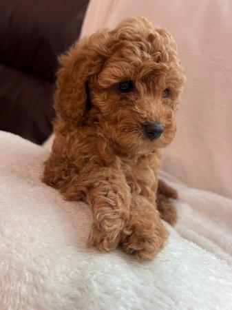 Image 3 of Gorgeous Toy Cavapoos - Ready Now!