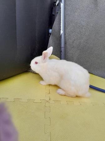 Image 1 of 2 Gorgeous Mixed Breed Rabbits