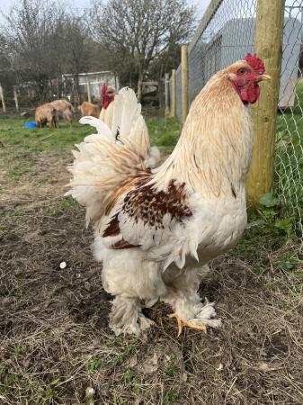 Image 2 of Chicks and Hatching eggs, cream legbar and Brahma £6 a box.