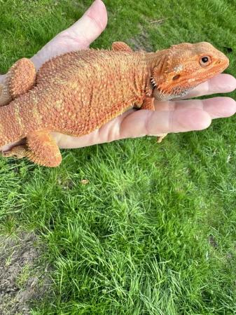 Image 2 of Bearded Dragon (Special Translucent blood red)