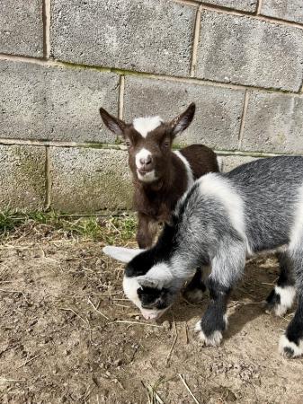 Image 16 of Registered Male Dwarf Dairy Goat Kids like Nigerian Dwarf