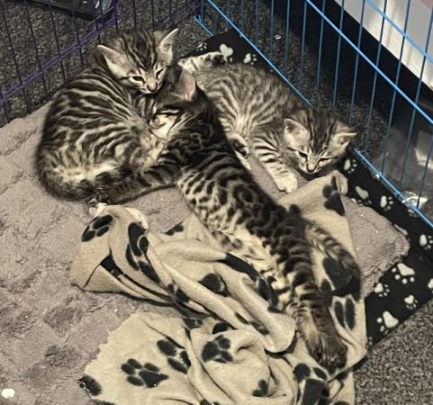 Image 1 of Bengal Kittens Ready Now! Only 1 Left