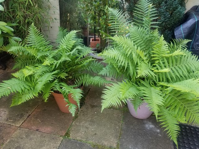 Preview of the first image of 2 ferns - £30 each or £ 50 for both.