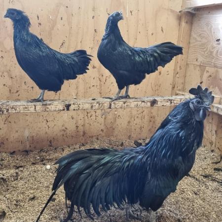 Image 3 of Ayam Cemani one pair, one trio available.
