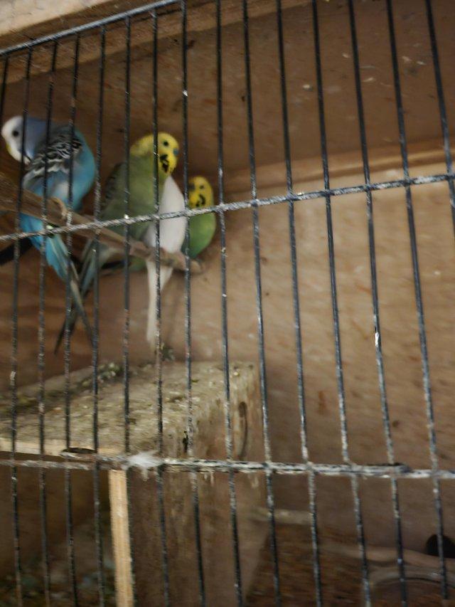 Preview of the first image of Selling up budgies,zebbies conures.