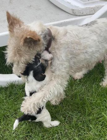Image 1 of Wire haired fox terrier pups ready now