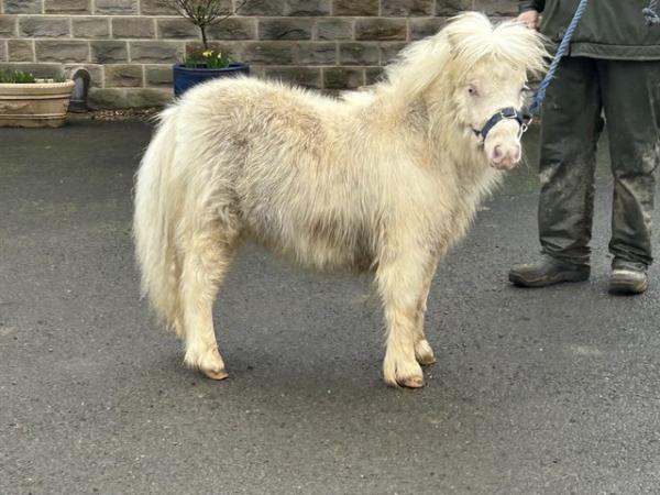 Image 6 of Hermits Snow White pedigree registered cremello filly