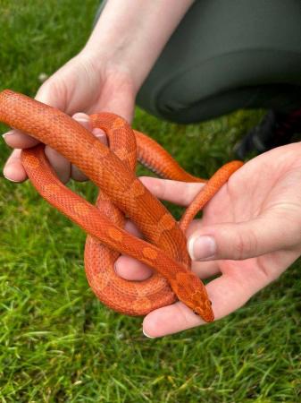 Image 1 of Male CB21 Blood / Diffused cornsnake