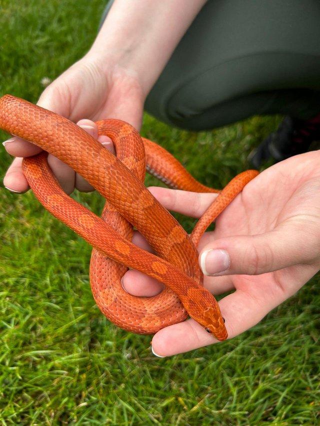 Preview of the first image of Male CB21 Blood / Diffused cornsnake.