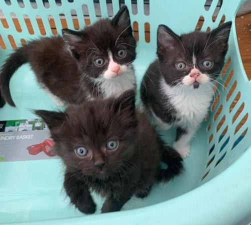 Image 3 of Fluffy maine coon cross siamese kittens