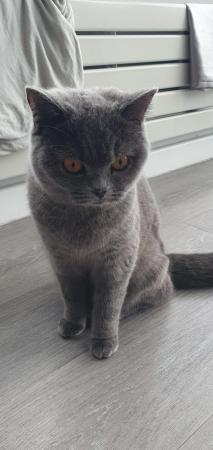 Image 1 of Eight month old British blue female looking for a home