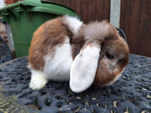 Image 4 of TWO PURE BRED MINI LOP RABBITS FOR SALE..