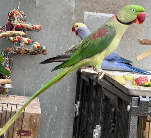 Image 12 of Beautiful Big Tame & Breeding Alexandrine Talking Parrots