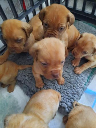 Image 3 of Dogue de Bordeaux puppies