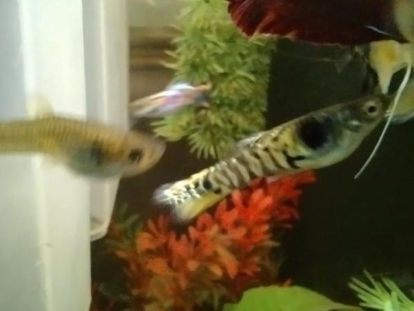 Image 4 of Male Guppies various colours 10 fish for £5