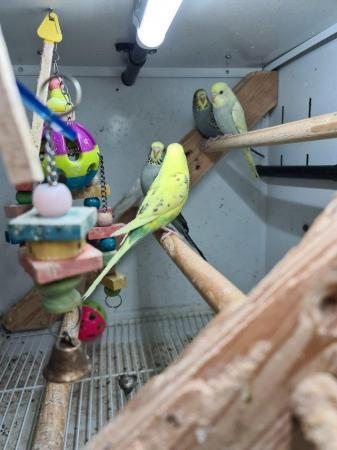Image 2 of Baby Budgies £35 each 2 for £60