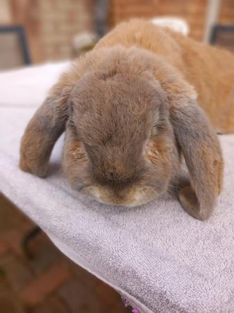 Image 1 of Beautiful male french lop