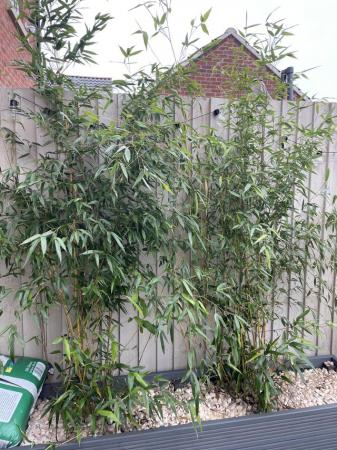 Image 3 of 8 x 5/6ft outdoor Bamboo plants