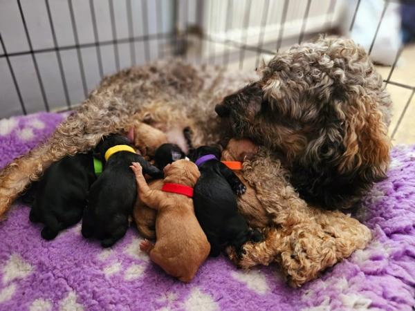Image 13 of Exceptional quality litter of cockapoo puppies