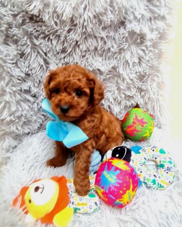 Image 16 of Red Toy Poodle puppy ??