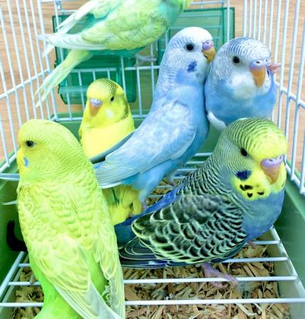 Image 6 of Fancy Mutation Baby Budgies - ready to leave
