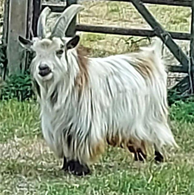 Preview of the first image of Two Pure Bred Pygmy Goats Billys Price reduced.