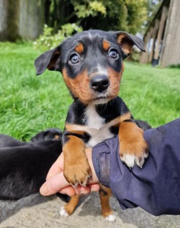 Image 14 of * ALL SOLD*  Beautiful dachshund x collie