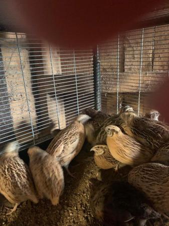 Image 2 of Male Coturnix Quail for sale in Bolton