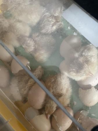 Image 3 of Day old Orpington chicks for sale