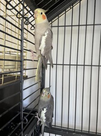 Image 2 of Female , male cockatiels
