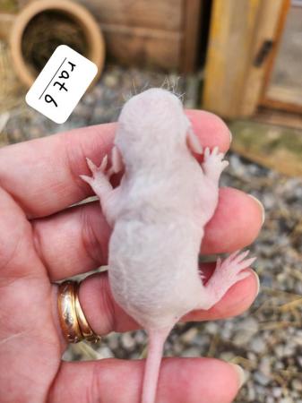 Image 16 of Extremely friendly baby rats ready 17th june