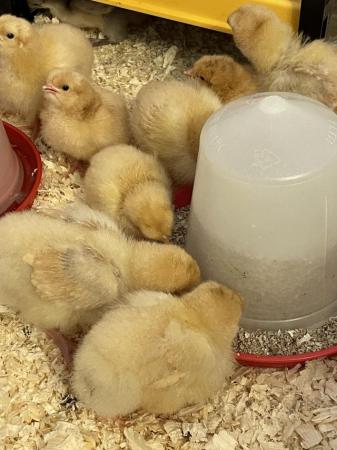 Image 3 of Buff Orpington Day old chicks