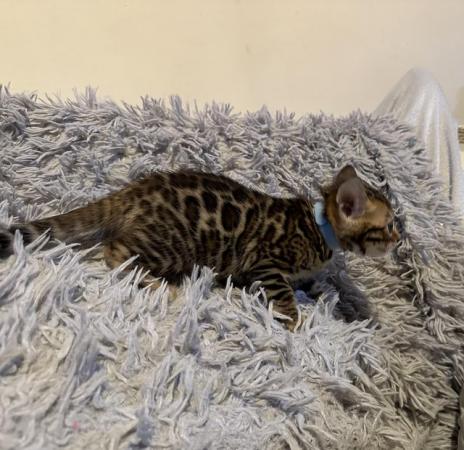 Image 16 of Tica bengal kittens for sale!