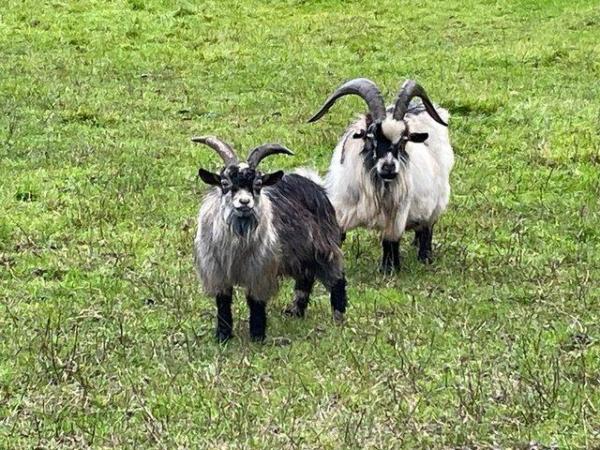 Image 1 of Entire breeding Pygmy goat Billy’s
