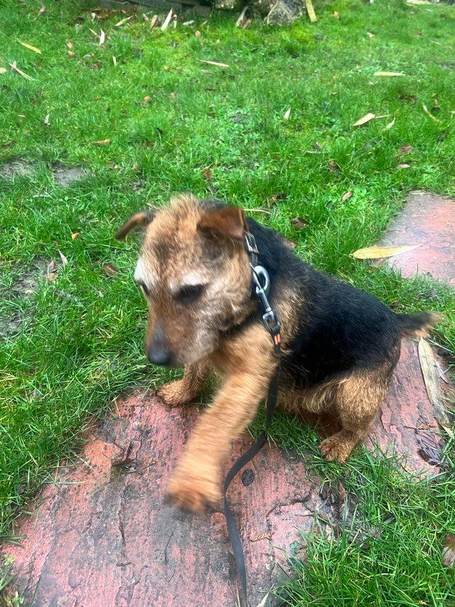 Preview of the first image of Black and Tan Lakeland terrier bitch for sale.