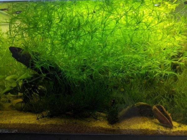 Image 6 of 25L Aquarium Fish Tank with Heater, Air Pump, Sponge Filter,