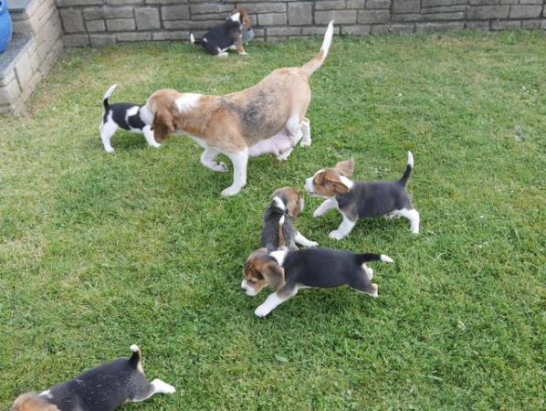Image 12 of Beautiful Health Tested Beagle Puppies