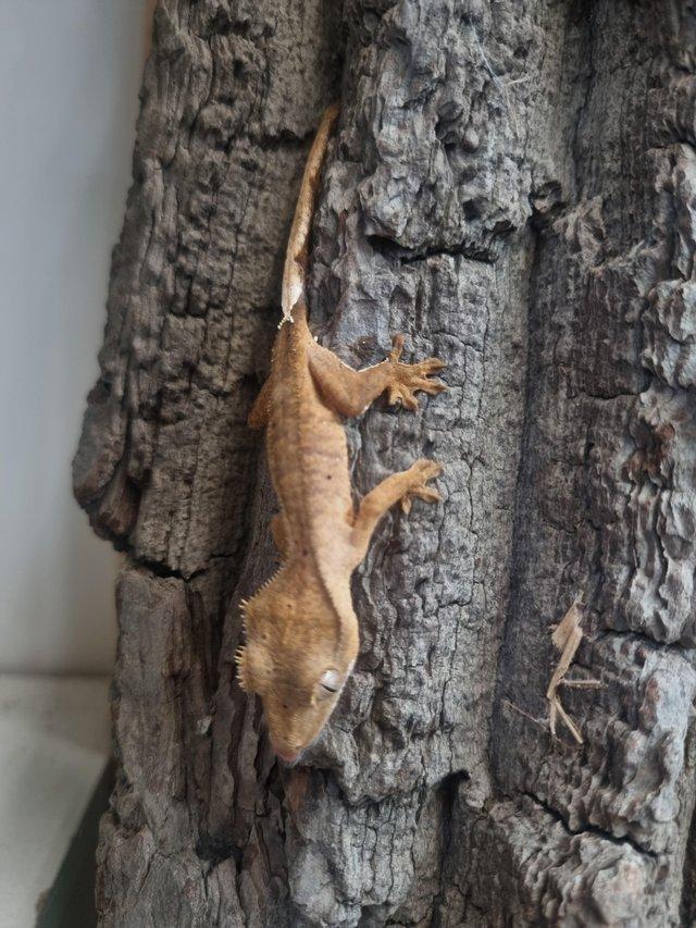 Preview of the first image of Handsome Crested Gecko Available at Affordable Price.