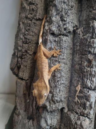 Image 1 of Handsome Crested Gecko Available at Affordable Price