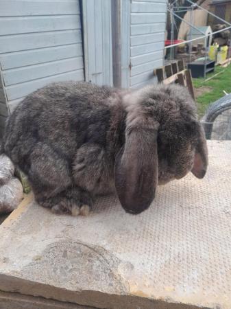 Image 2 of Beautiful male French lop rabbit
