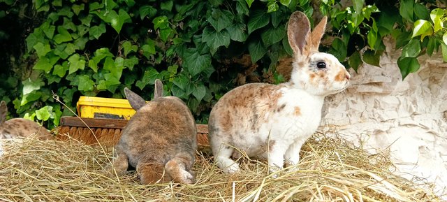 Image 1 of Tri colour and harlequin mini rex baby rabbits