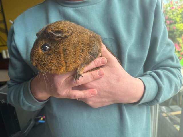 Preview of the first image of 3 x Female Guinea Pigs with Hutch and Run..