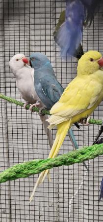 Image 1 of Yellow white lacewing cleartail ringneck parakeets parrots