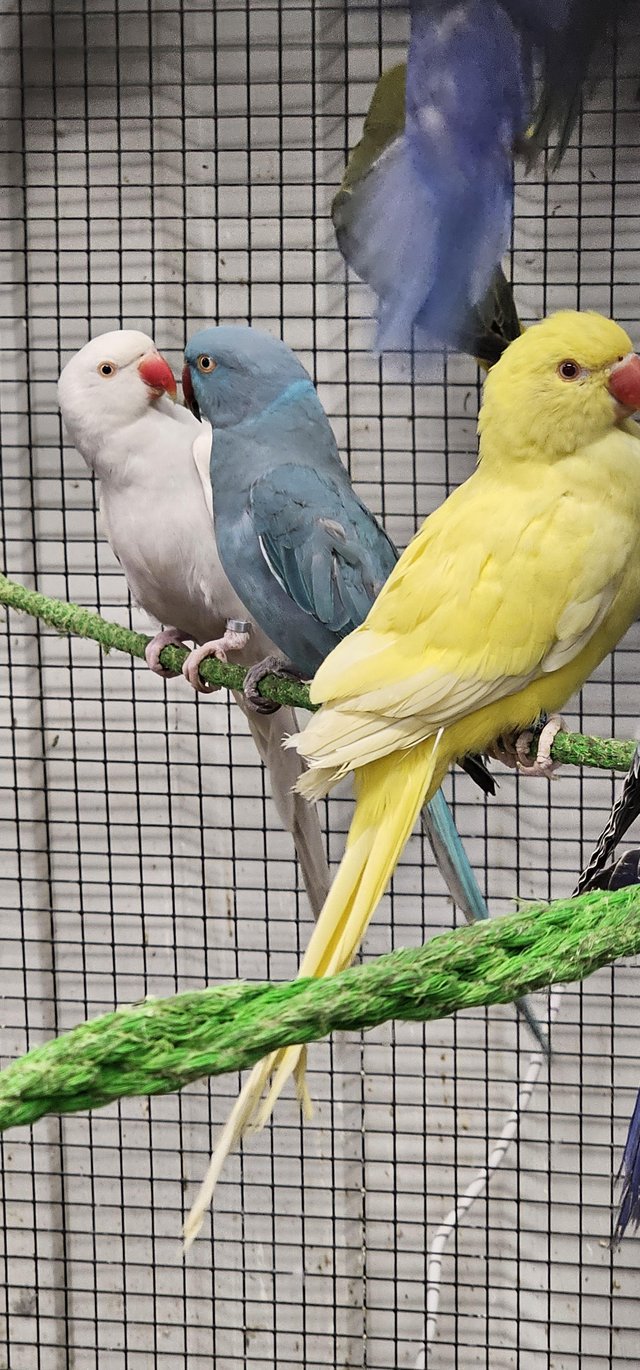 Preview of the first image of Yellow white lacewing cleartail ringneck parakeets parrots.