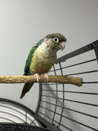 Image 2 of Female breeding conure ( breeding and for avery)